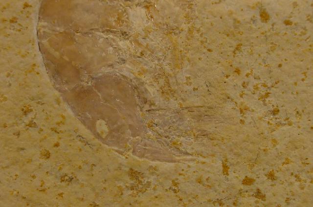 Eystaettia intermedius (OPPEL 1839) - Bild © FossNet FossilienStore